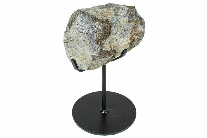 Fossil Hadrosaur Caudal Vertebra w/ Metal Stand - Texas #250271